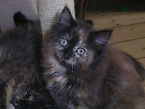 Undercover-Coon´s Bijou Bild 63