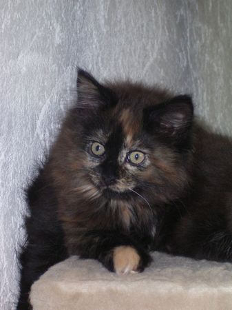 Undercover-Coon´s Bijou Bild 66