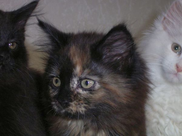 Undercover-Coon´s Bijou Bild 67