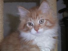Boris