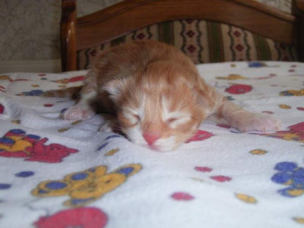 Undercover-Coon´s Boris Bild 1