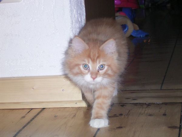 Undercover-Coon´s Boris Bild 66