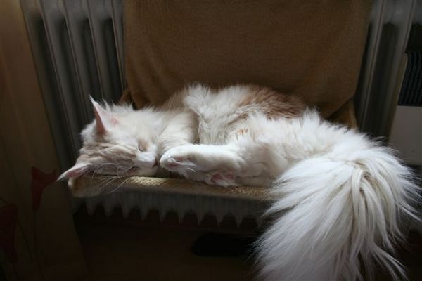 Undercover-Coon´s Balou Bild 17