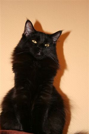 Undercover-Coon´s Baghira Bild 22