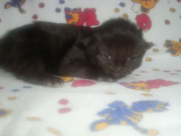 Undercover-Coon´s Cara Bild 1