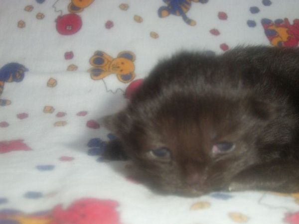 Undercover-Coon´s Cara Bild 2
