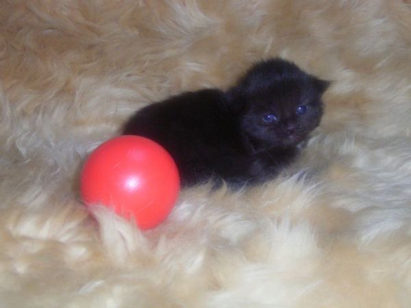 Undercover-Coon´s Cara Bild 4