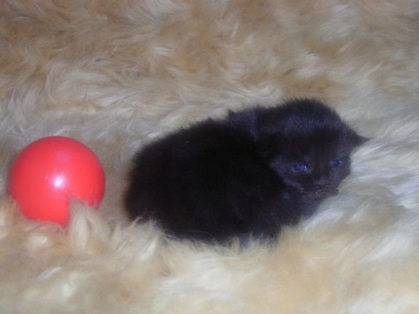 Undercover-Coon´s Cara Bild 5