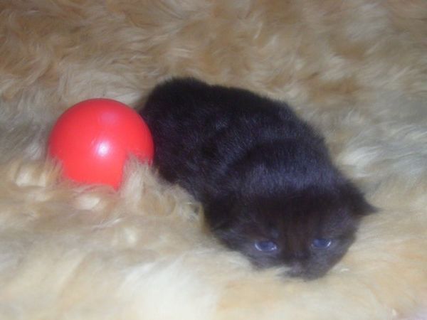 Undercover-Coon´s Cara Bild 6