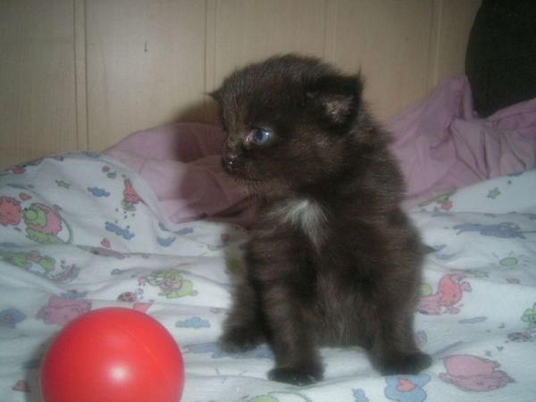 Undercover-Coon´s Cara Bild 7