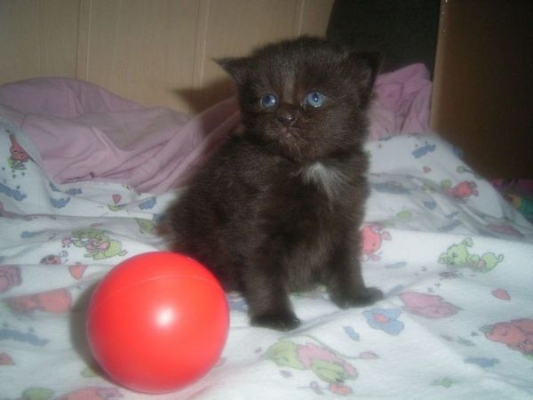 Undercover-Coon´s Cara Bild 8