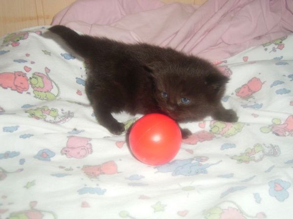 Undercover-Coon´s Cara Bild 9