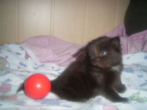 Undercover-Coon´s Cara Bild 10