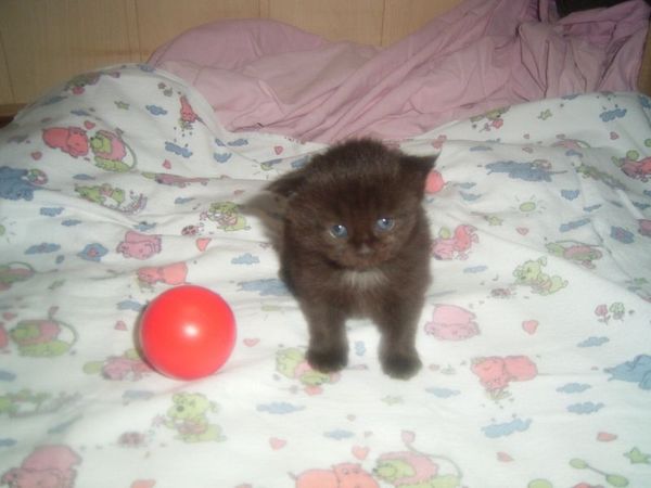 Undercover-Coon´s Cara Bild 11