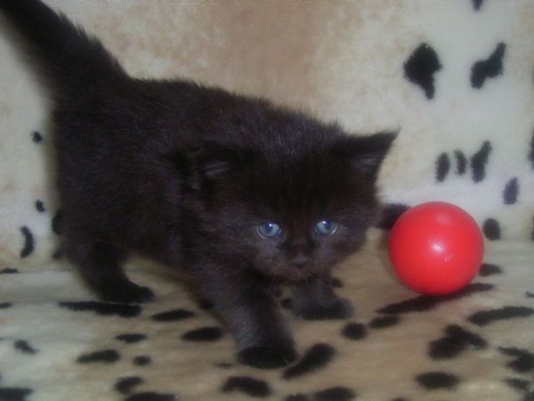 Undercover-Coon´s Cara Bild 12
