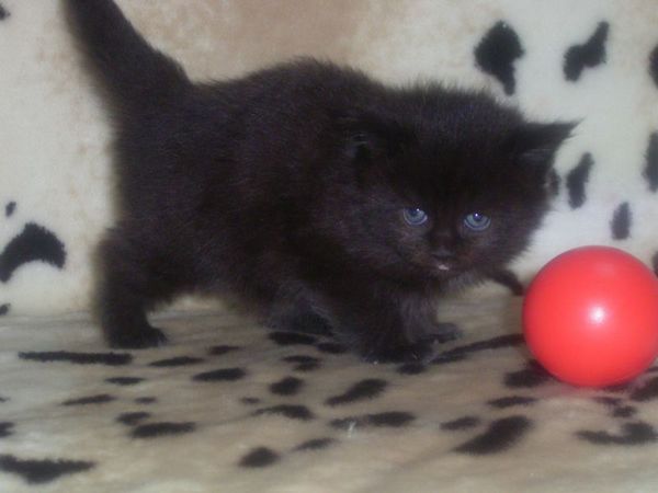 Undercover-Coon´s Cara Bild 14