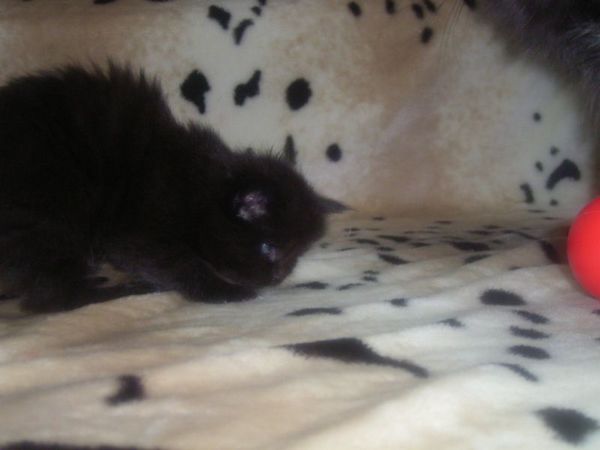 Undercover-Coon´s Cara Bild 15