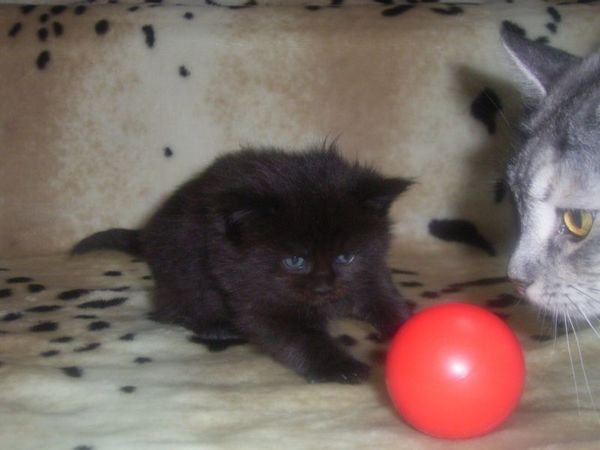 Undercover-Coon´s Cara Bild 16