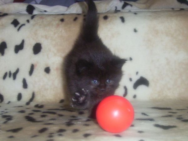 Undercover-Coon´s Cara Bild 18