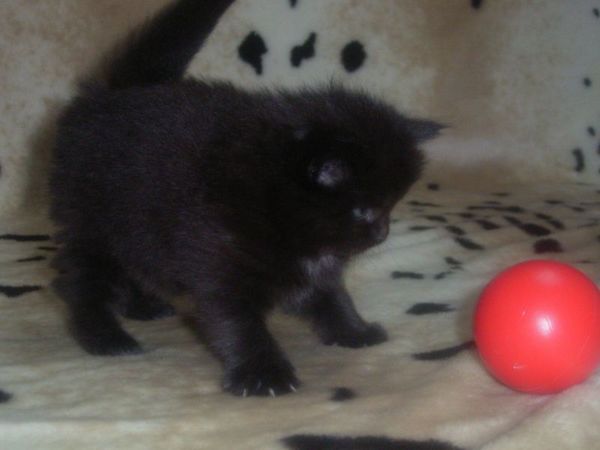 Undercover-Coon´s Cara Bild 19