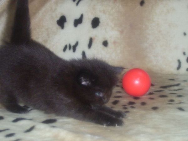 Undercover-Coon´s Cara Bild 20