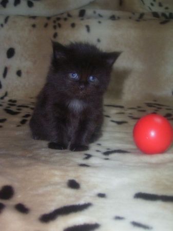 Undercover-Coon´s Cara Bild 21