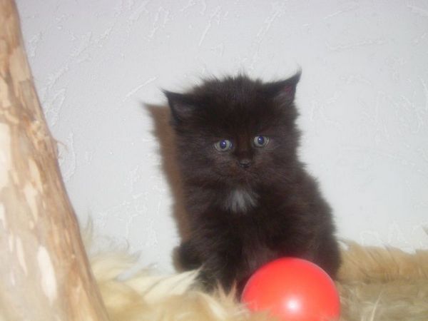 Undercover-Coon´s Cara Bild 23
