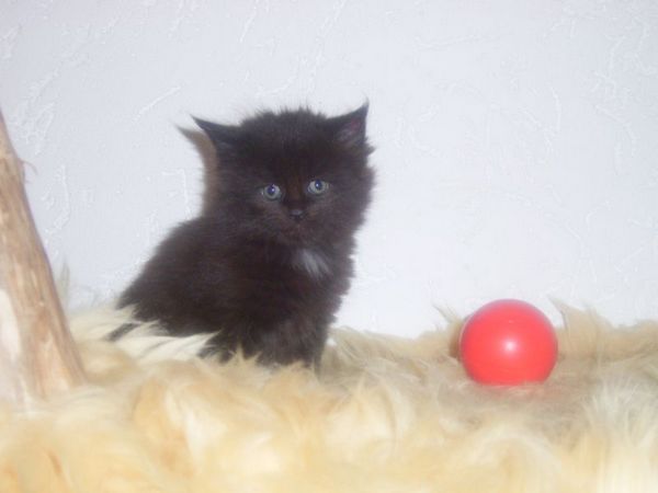 Undercover-Coon´s Cara Bild 24