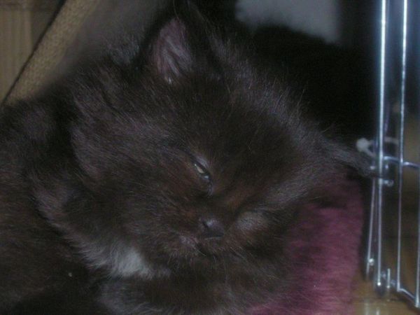 Undercover-Coon´s Cara Bild 25