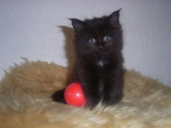 Undercover-Coon´s Cara Bild 27