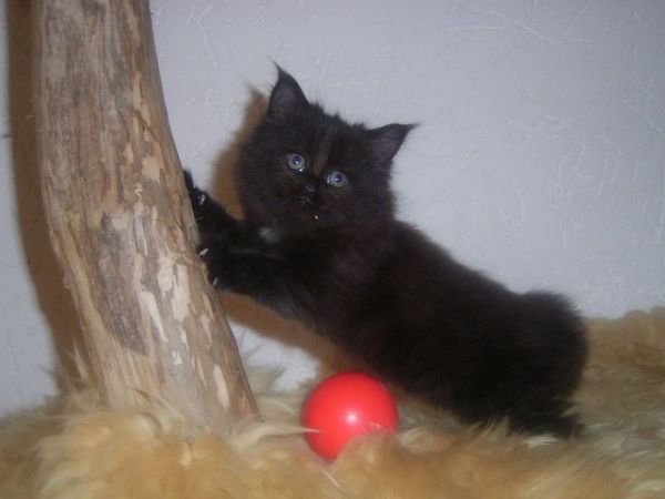 Undercover-Coon´s Cara Bild 29
