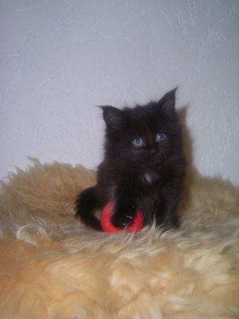 Undercover-Coon´s Cara Bild 31