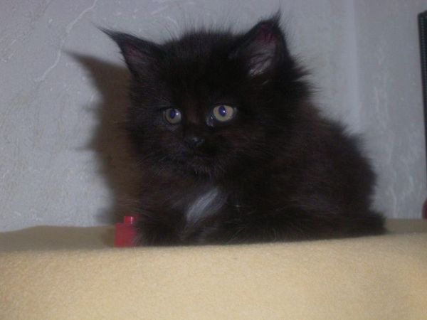 Undercover-Coon´s Cara Bild 32