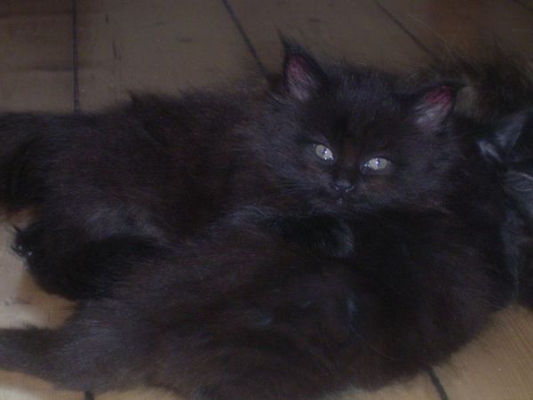 Undercover-Coon´s Cara Bild 33