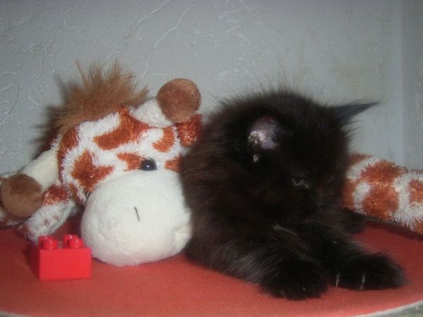 Undercover-Coon´s Cara Bild 34