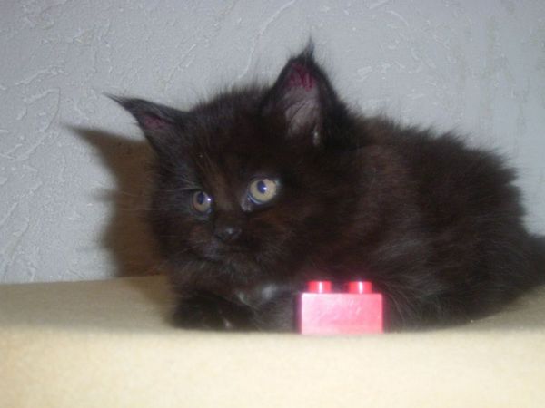 Undercover-Coon´s Cara Bild 35