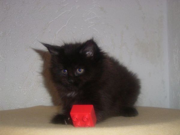 Undercover-Coon´s Cara Bild 36