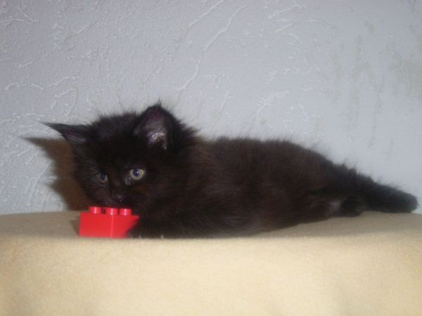 Undercover-Coon´s Cara Bild 38