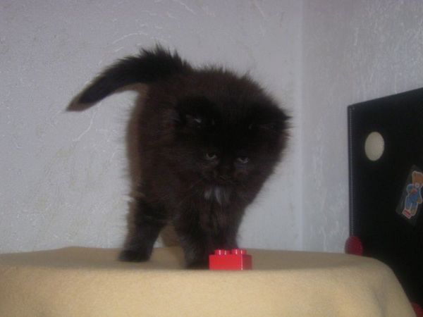 Undercover-Coon´s Cara Bild 41