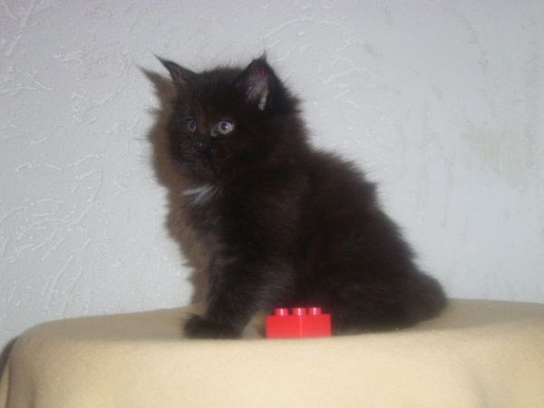Undercover-Coon´s Cara Bild 42