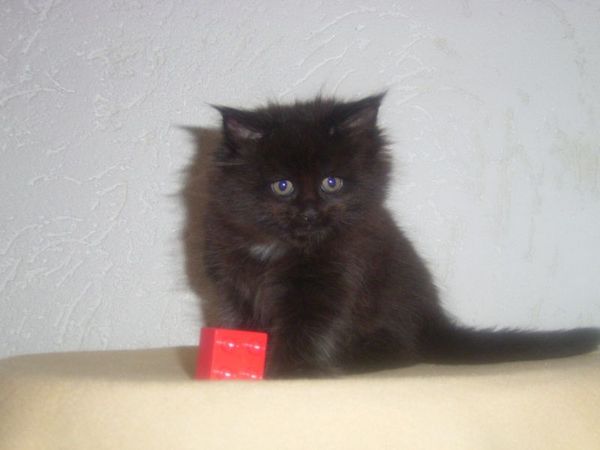 Undercover-Coon´s Cara Bild 43