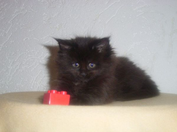 Undercover-Coon´s Cara Bild 44
