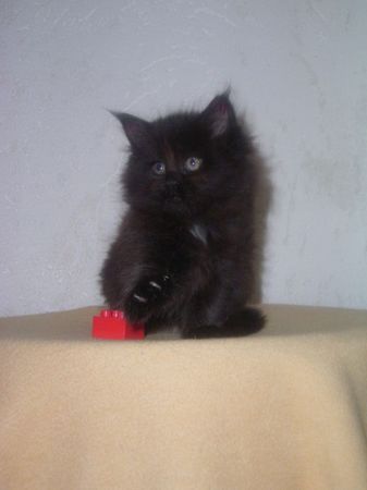 Undercover-Coon´s Cara Bild 46