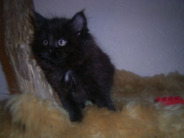 Undercover-Coon´s Cara Bild 48