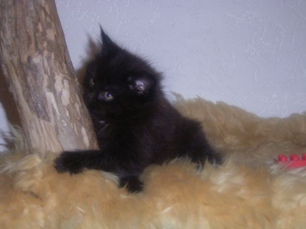 Undercover-Coon´s Cara Bild 49
