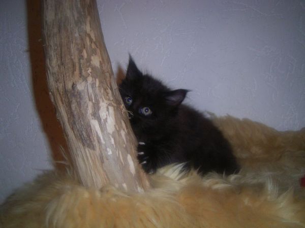 Undercover-Coon´s Cara Bild 51