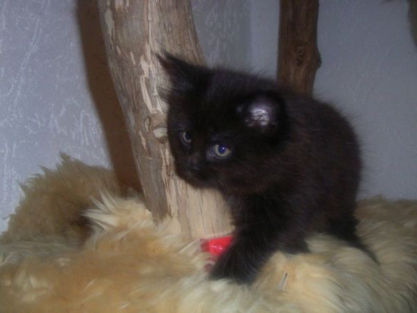 Undercover-Coon´s Cara Bild 53