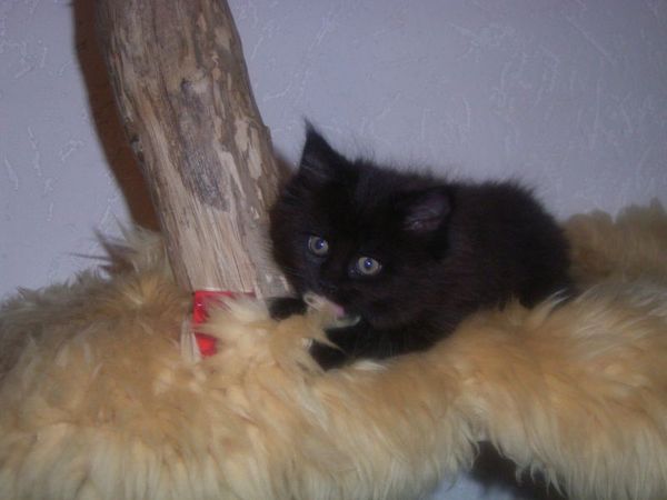 Undercover-Coon´s Cara Bild 55