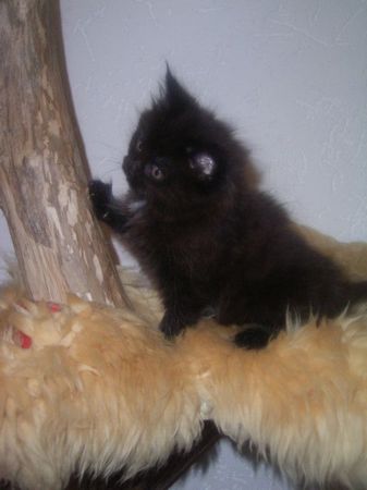 Undercover-Coon´s Cara Bild 57