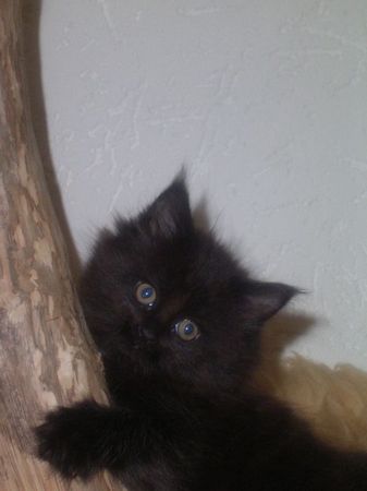 Undercover-Coon´s Cara Bild 58